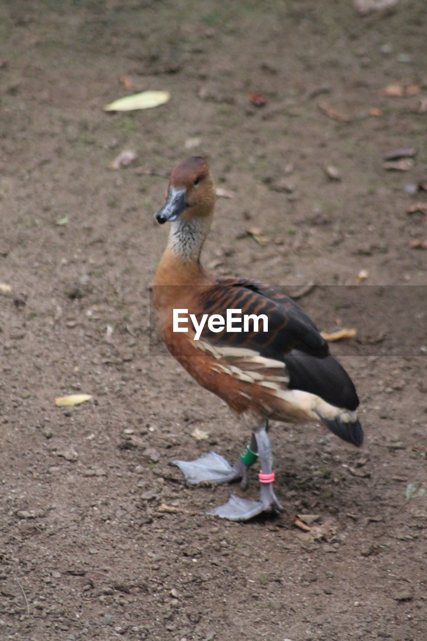 HIGH ANGLE VIEW OF DUCK ON LAND