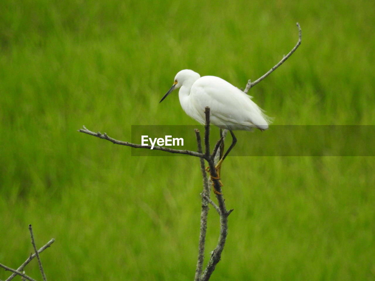 WHITE BIRD PERCHING ON A TREE