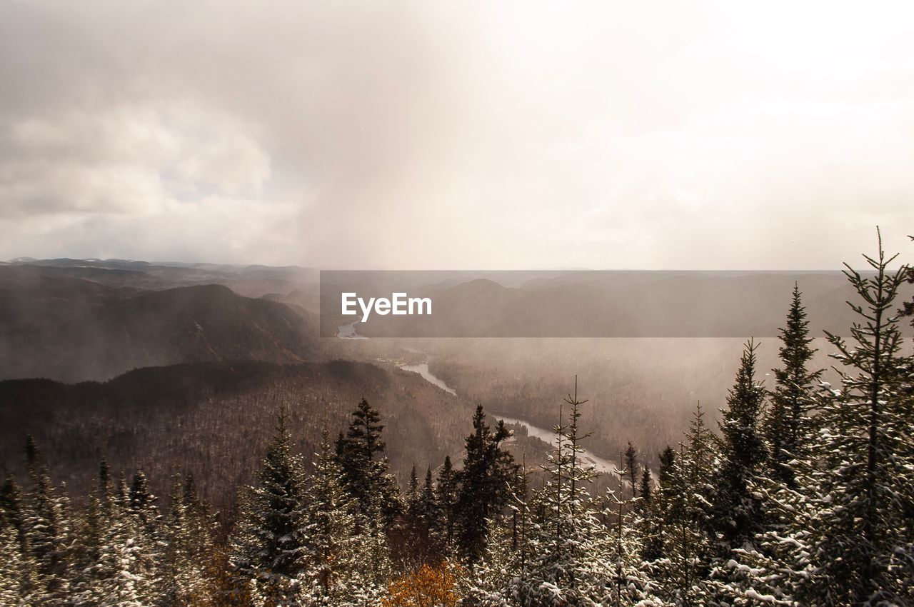 Scenic view of pine trees against sky during winter