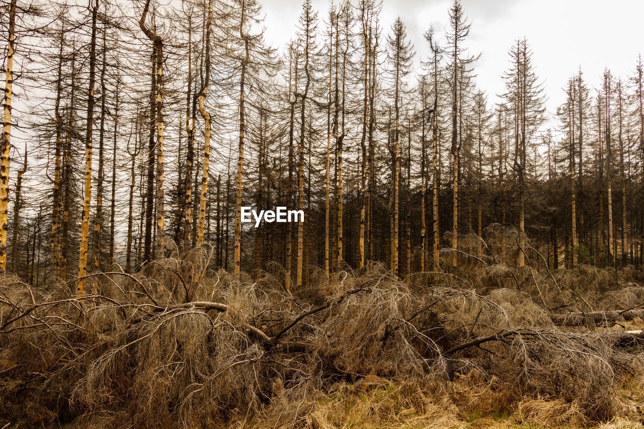 Pine trees in forest against sky