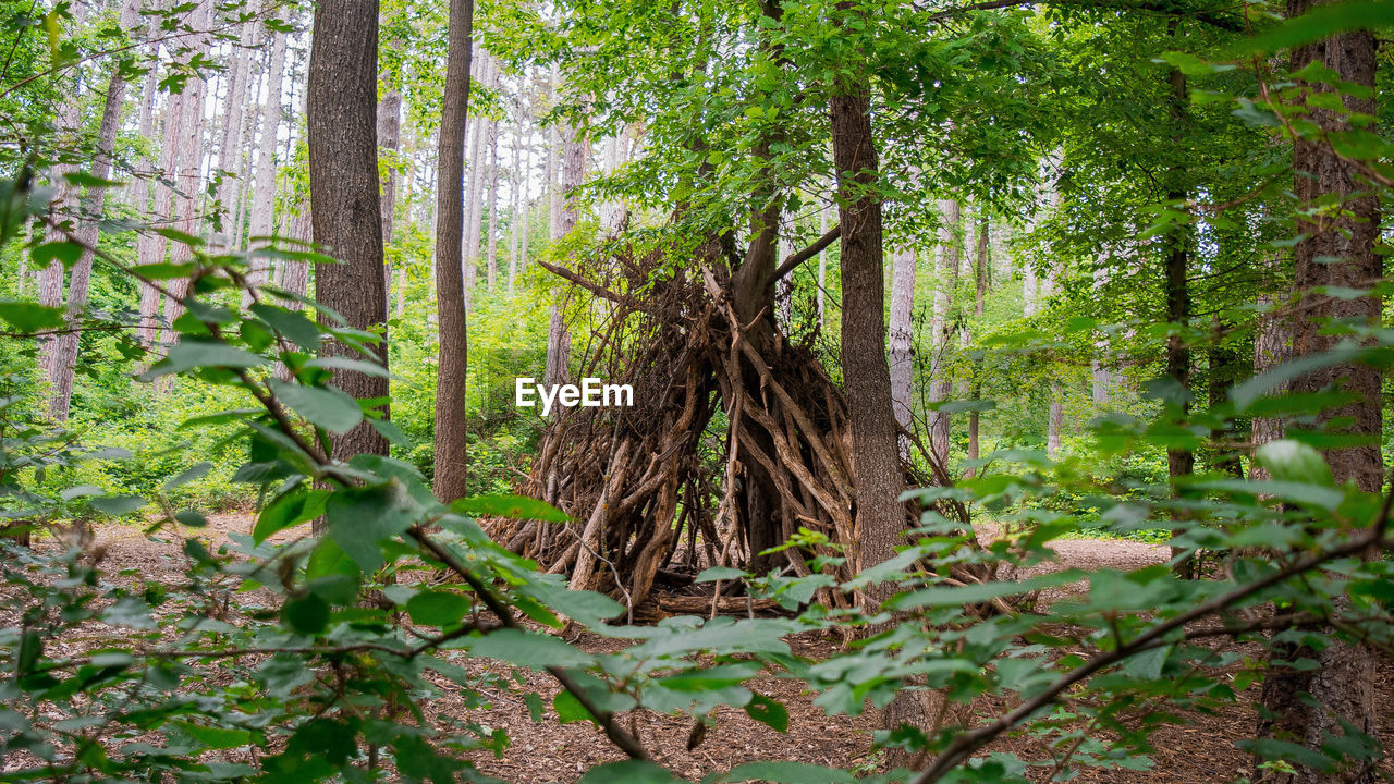 VIEW OF TREES IN FOREST