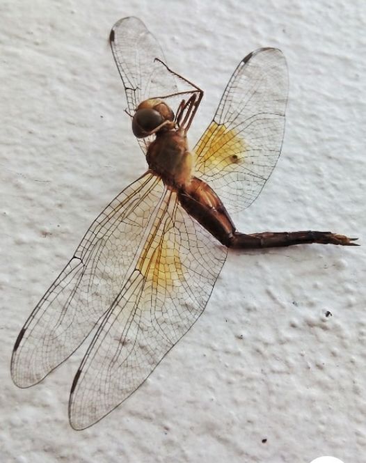 CLOSE-UP OF INSECT ON WALL