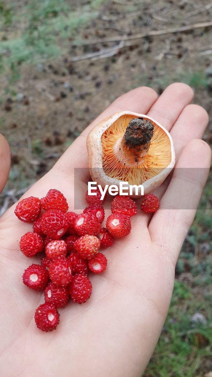 Cropped hand of person holding strawberries and mushroom