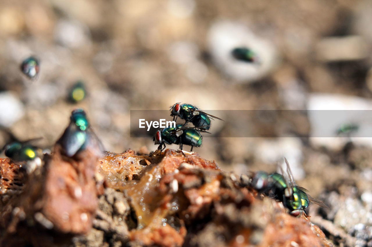 Flies on food 