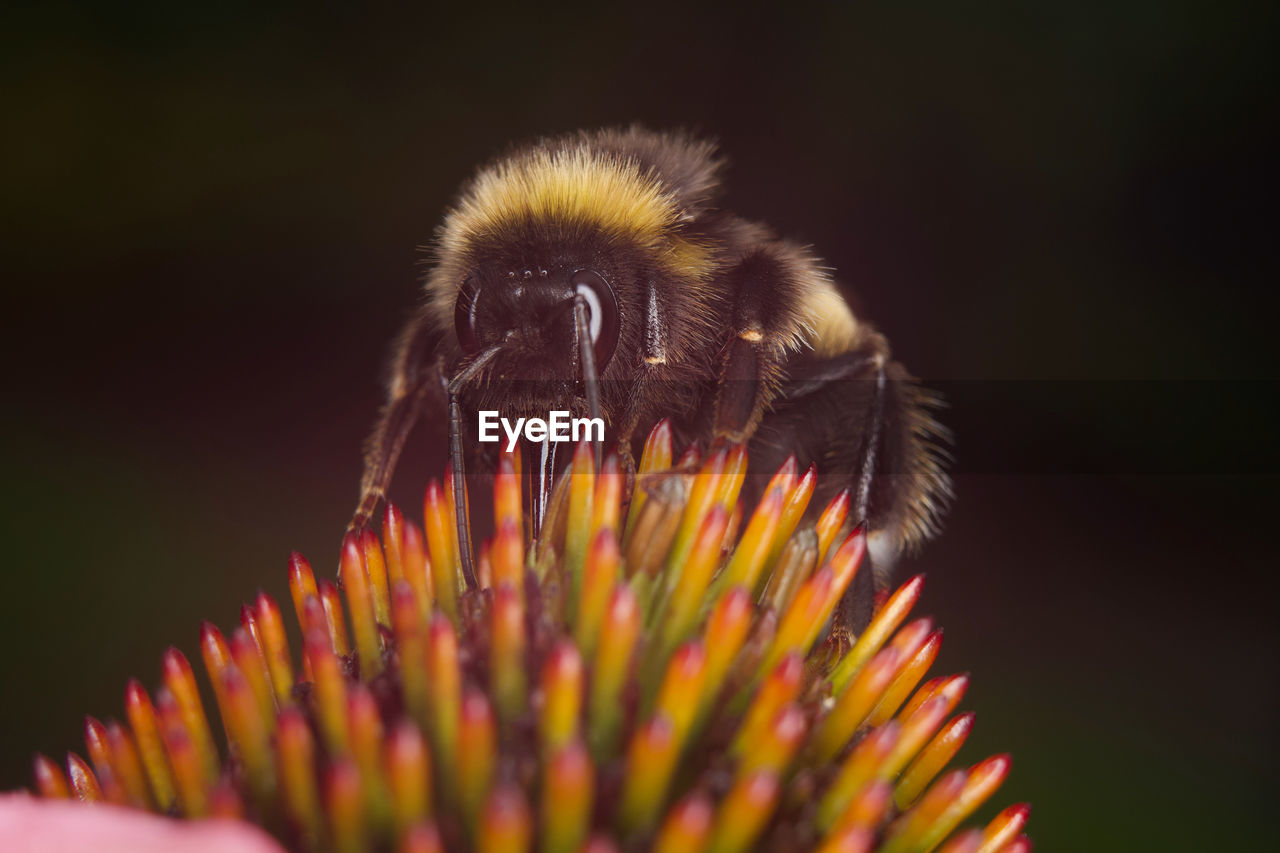 CLOSE-UP OF BUMBLEBEE ON FLOWER