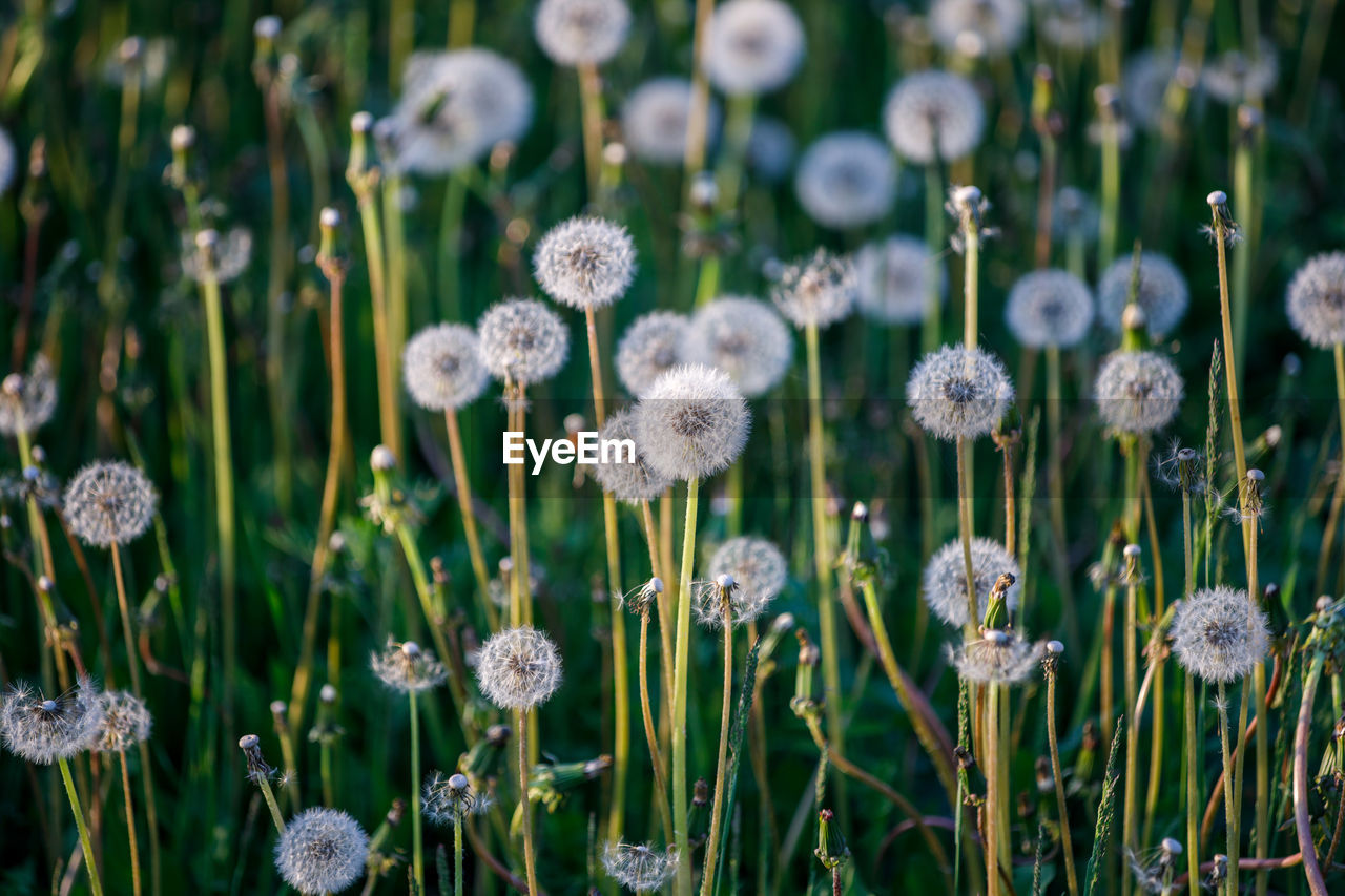 Close-up of dandelions on field