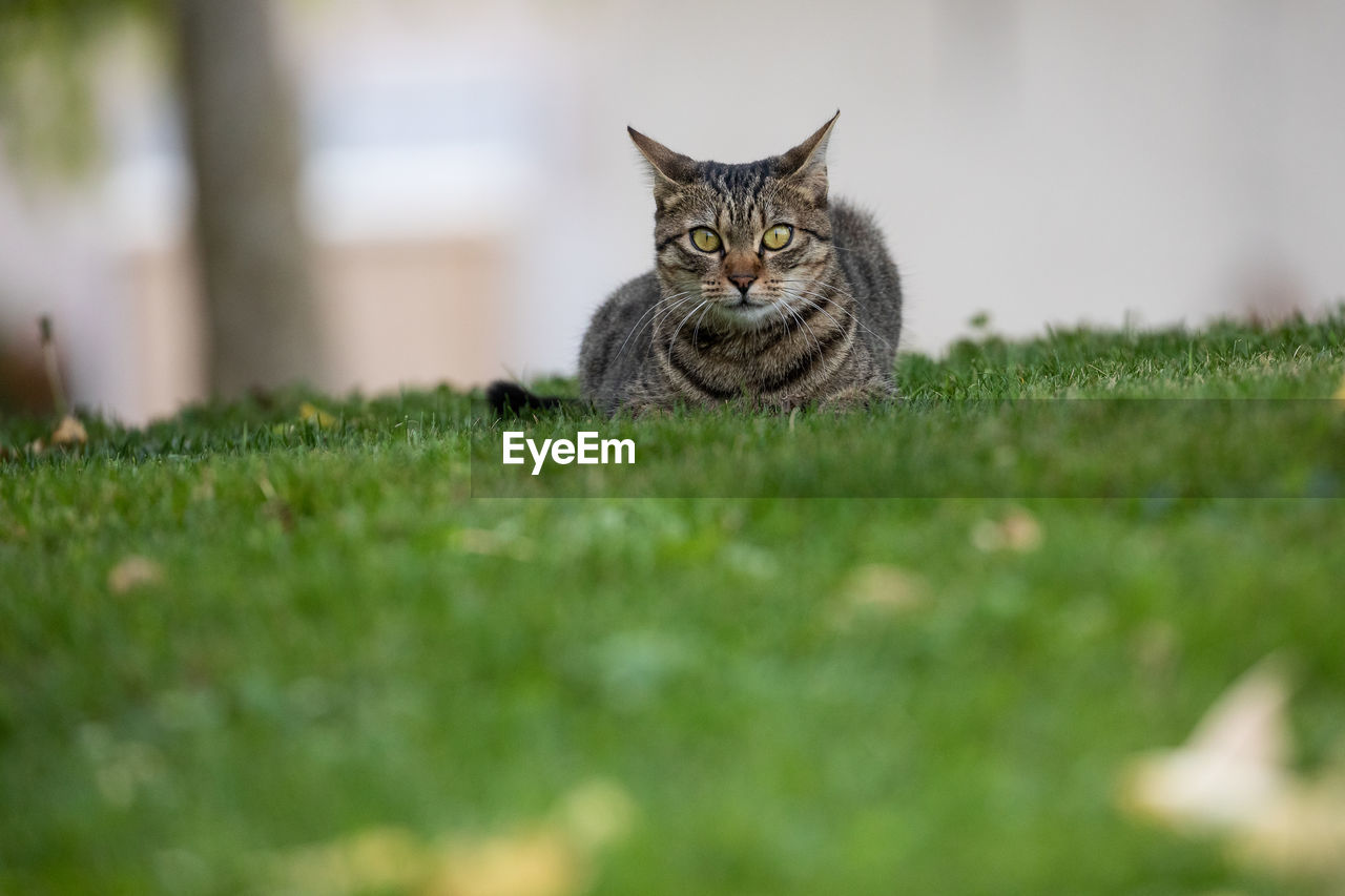 Tabby cat lying down on grass looking
