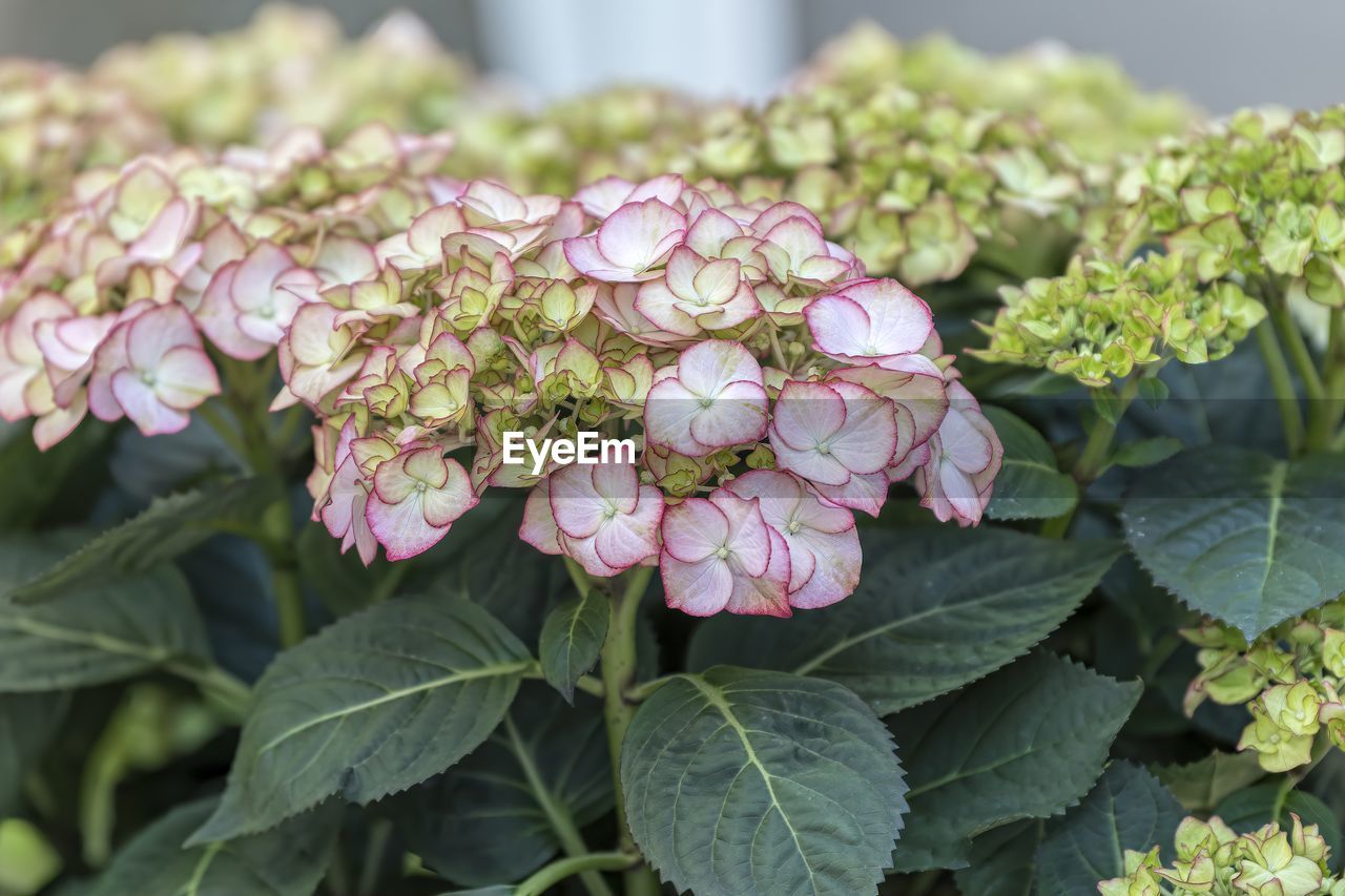 White hydrangea in bloom