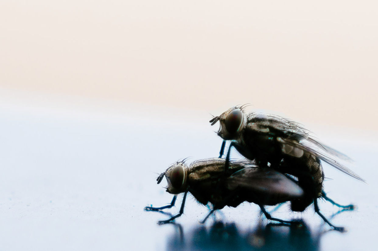 Close-up of houseflies mating on table