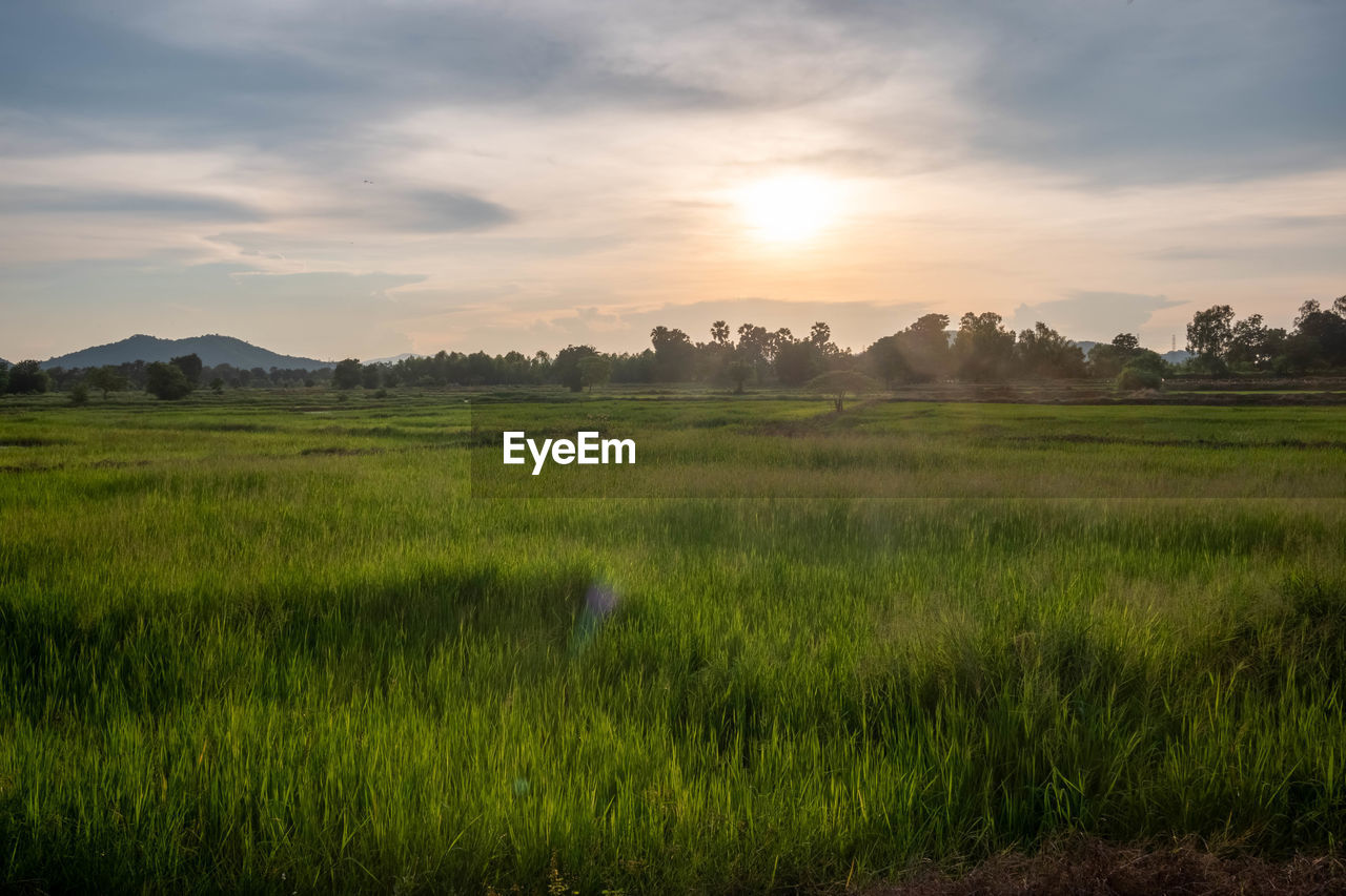 scenic view of grassy field against sky during sunset