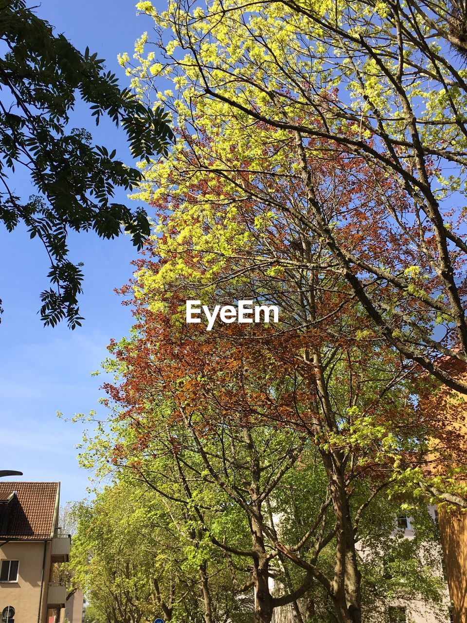 LOW ANGLE VIEW OF TREE DURING AUTUMN