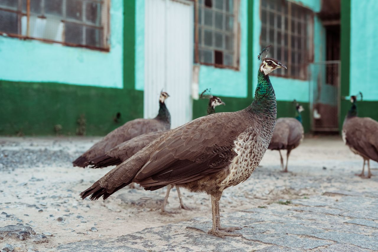 FLOCK OF BIRDS