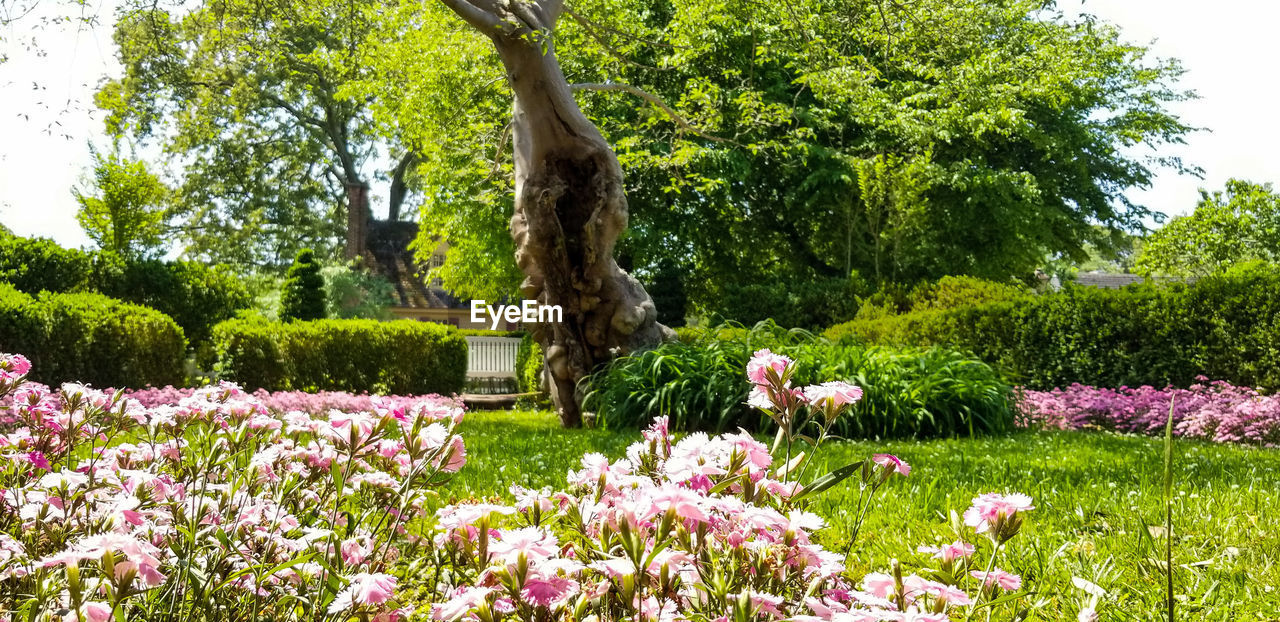 FLOWERING PLANTS IN PARK