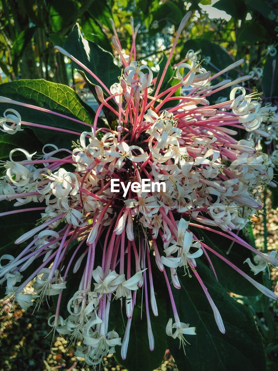 CLOSE-UP OF FLOWERS