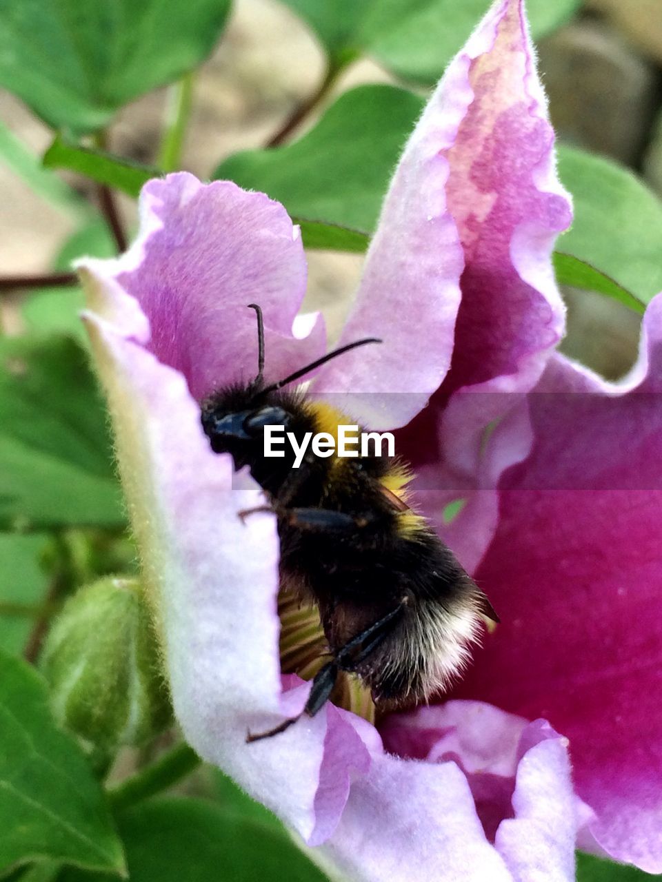 Detail shot of insect on flower