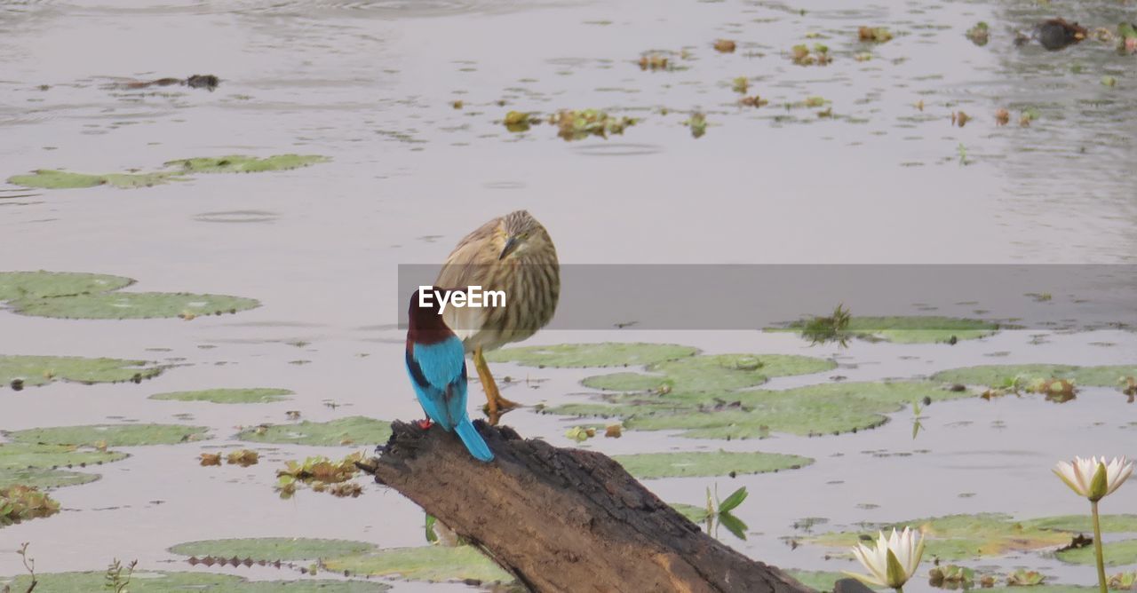 HIGH ANGLE VIEW OF BIRD ON SHORE