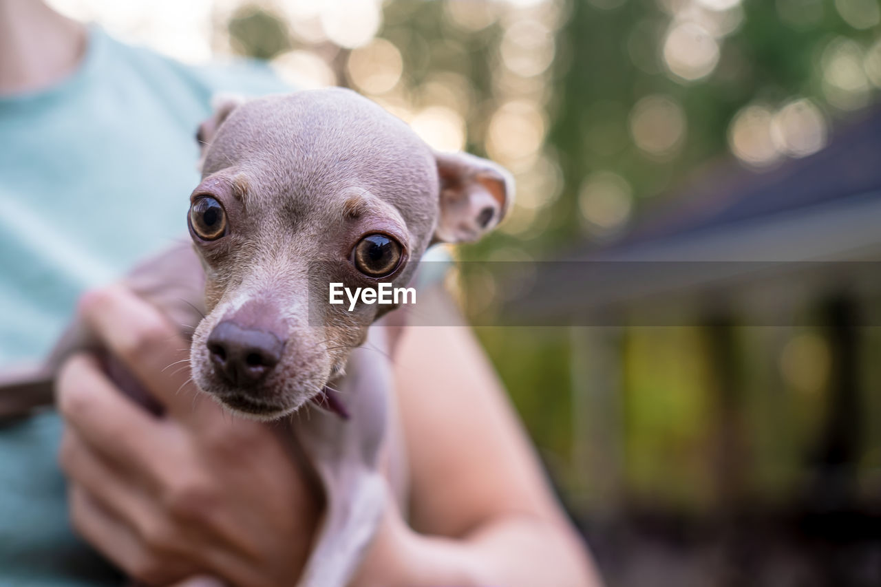 PORTRAIT OF A DOG WITH HAND ON MOUTH