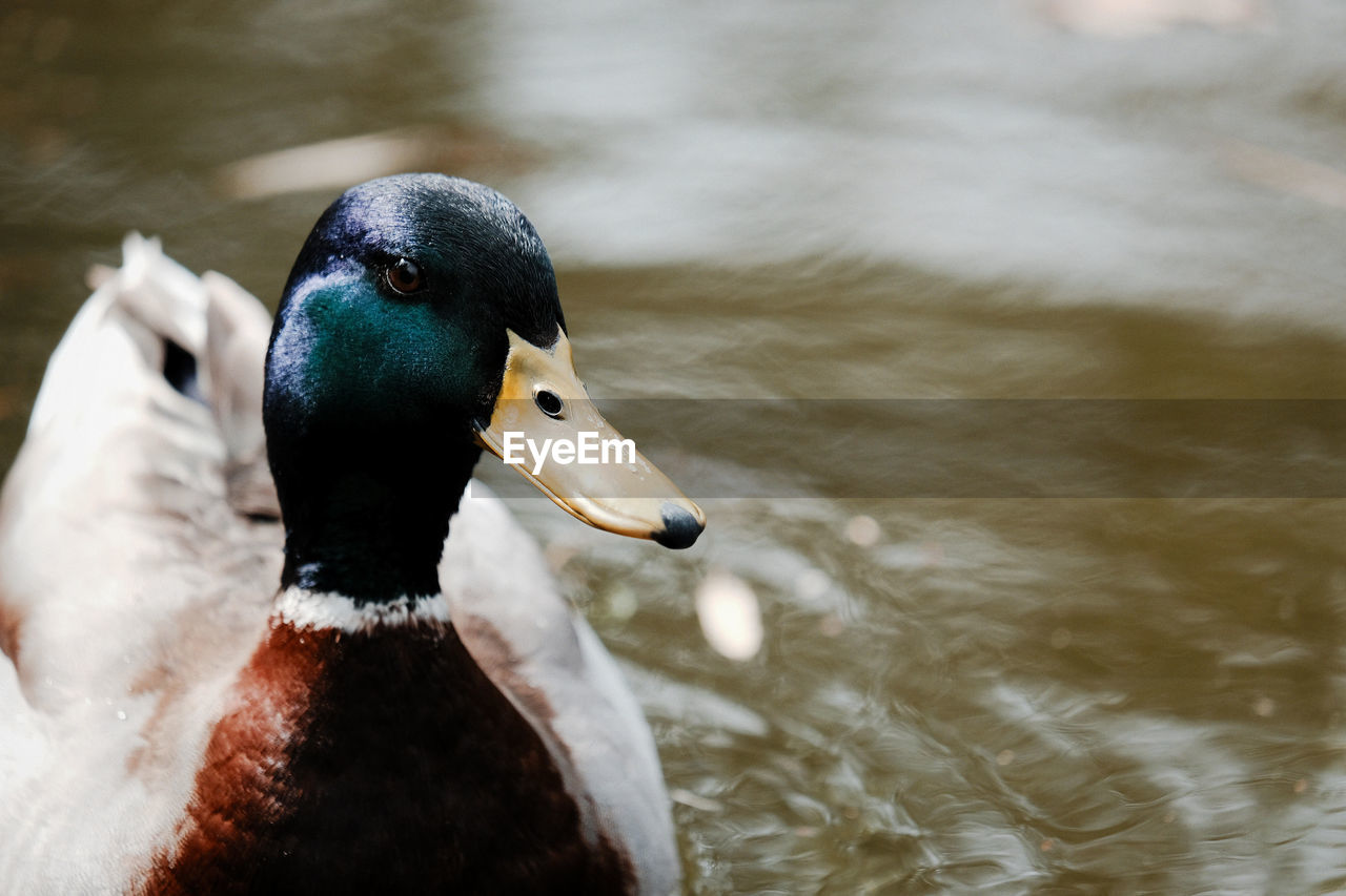 Close-up of mallard duck