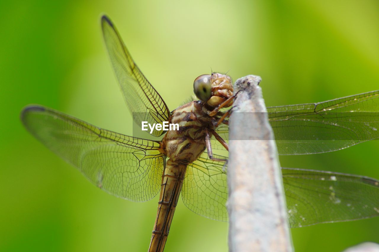 CLOSE UP OF DRAGONFLY