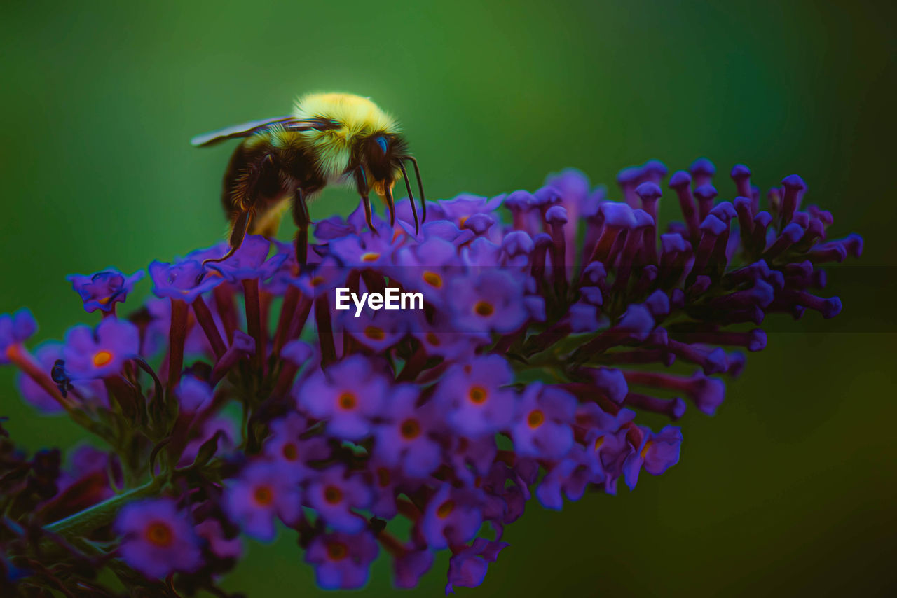 CLOSE-UP OF HONEY BEE POLLINATING ON PURPLE FLOWERING