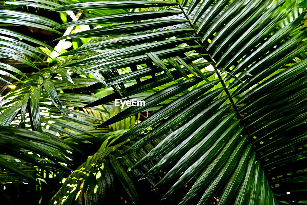 Close-up of fresh green plant