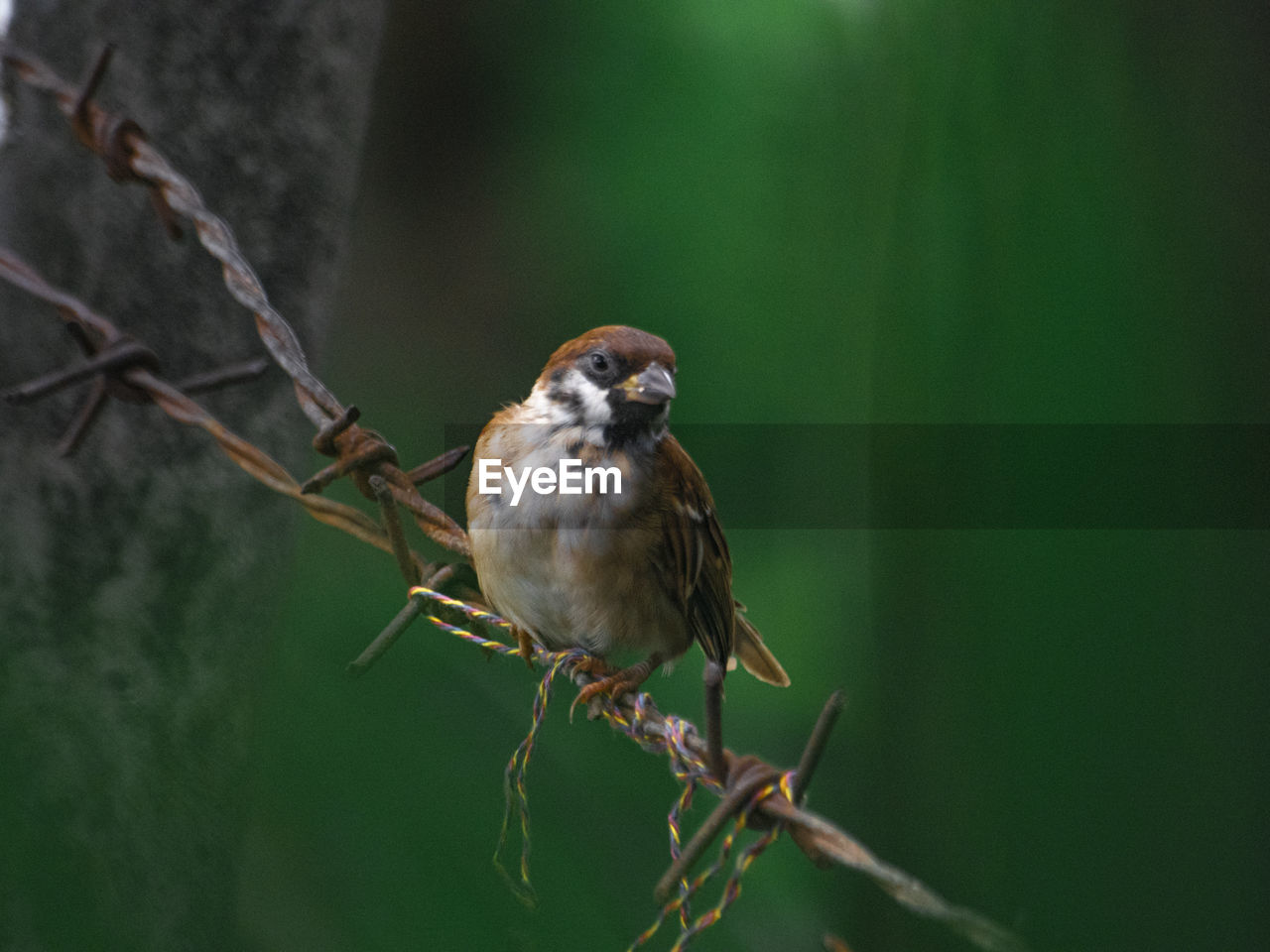 CLOSE-UP OF A BIRD PERCHING ON BRANCH