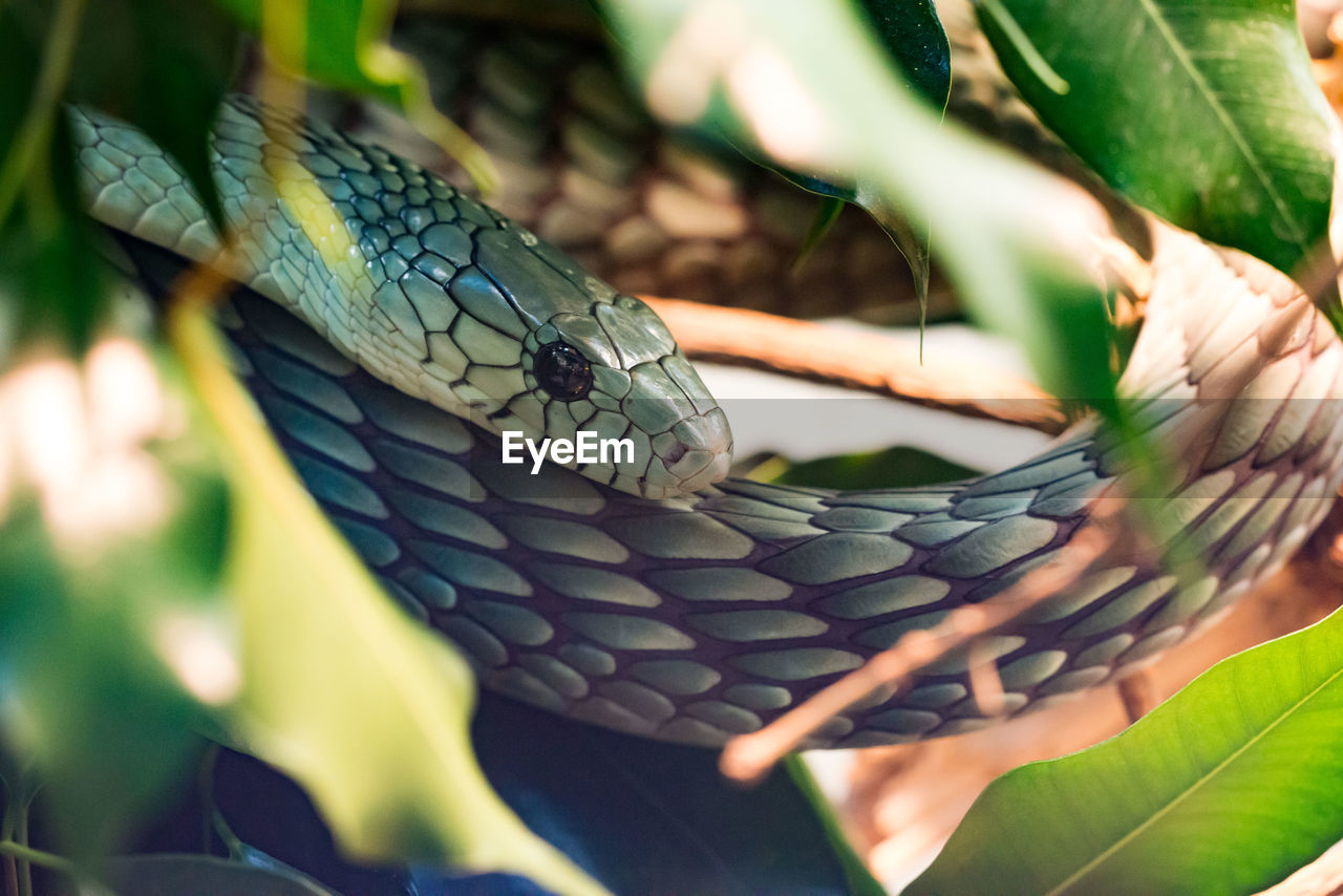 Close-up of snake amidst leaves