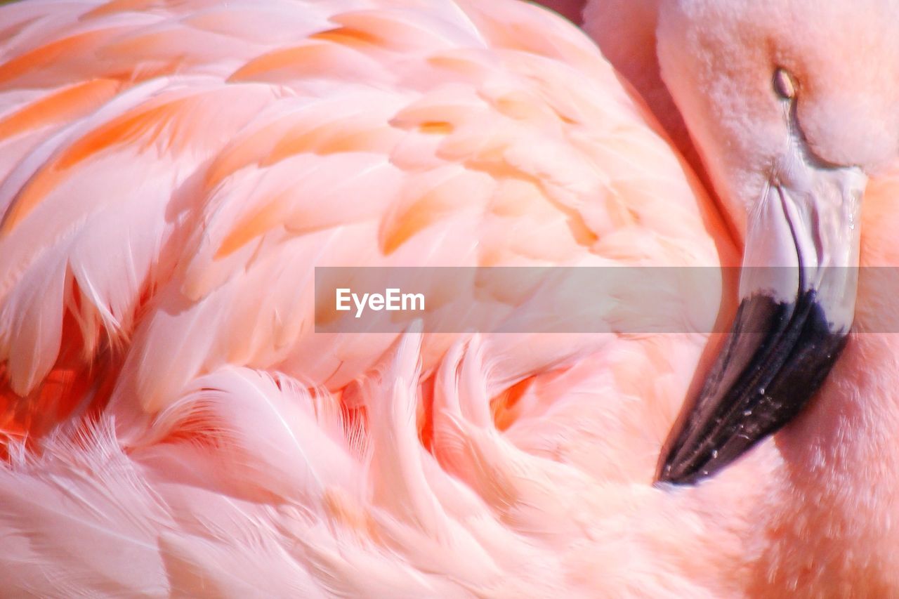 Full frame shot of flamingo