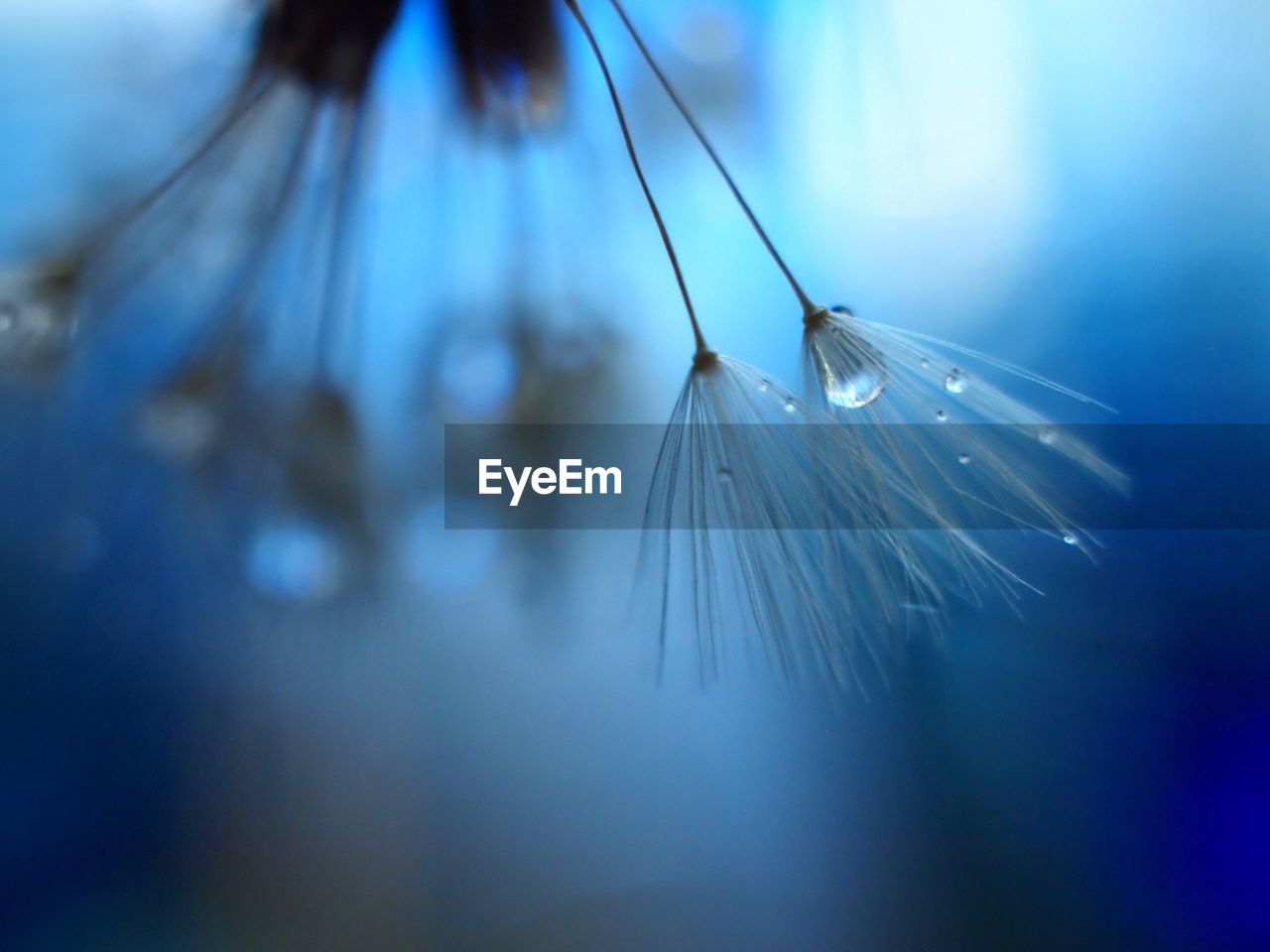 Close-up of water drop on dandelion seed