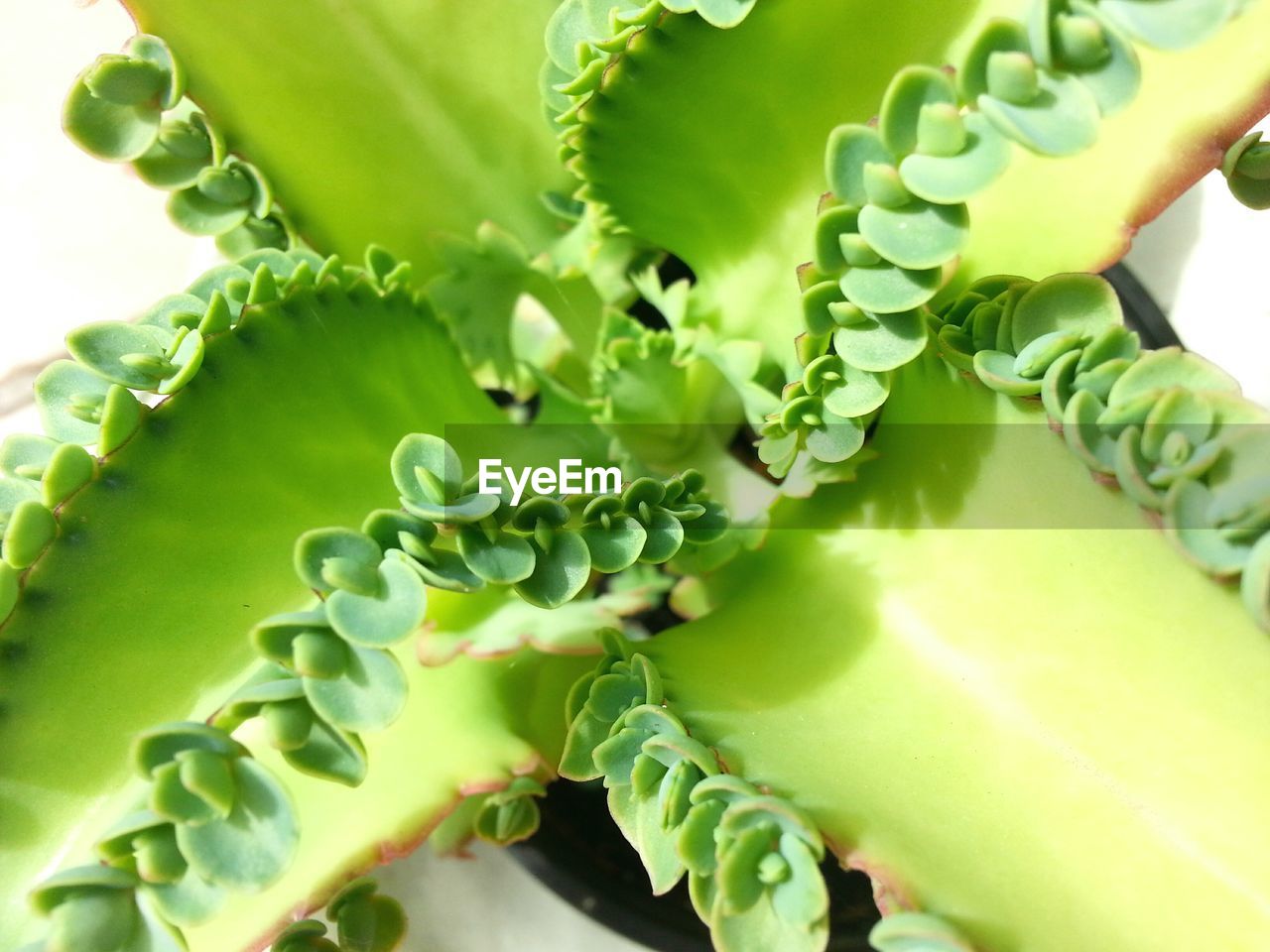 CLOSE-UP OF LEAVES