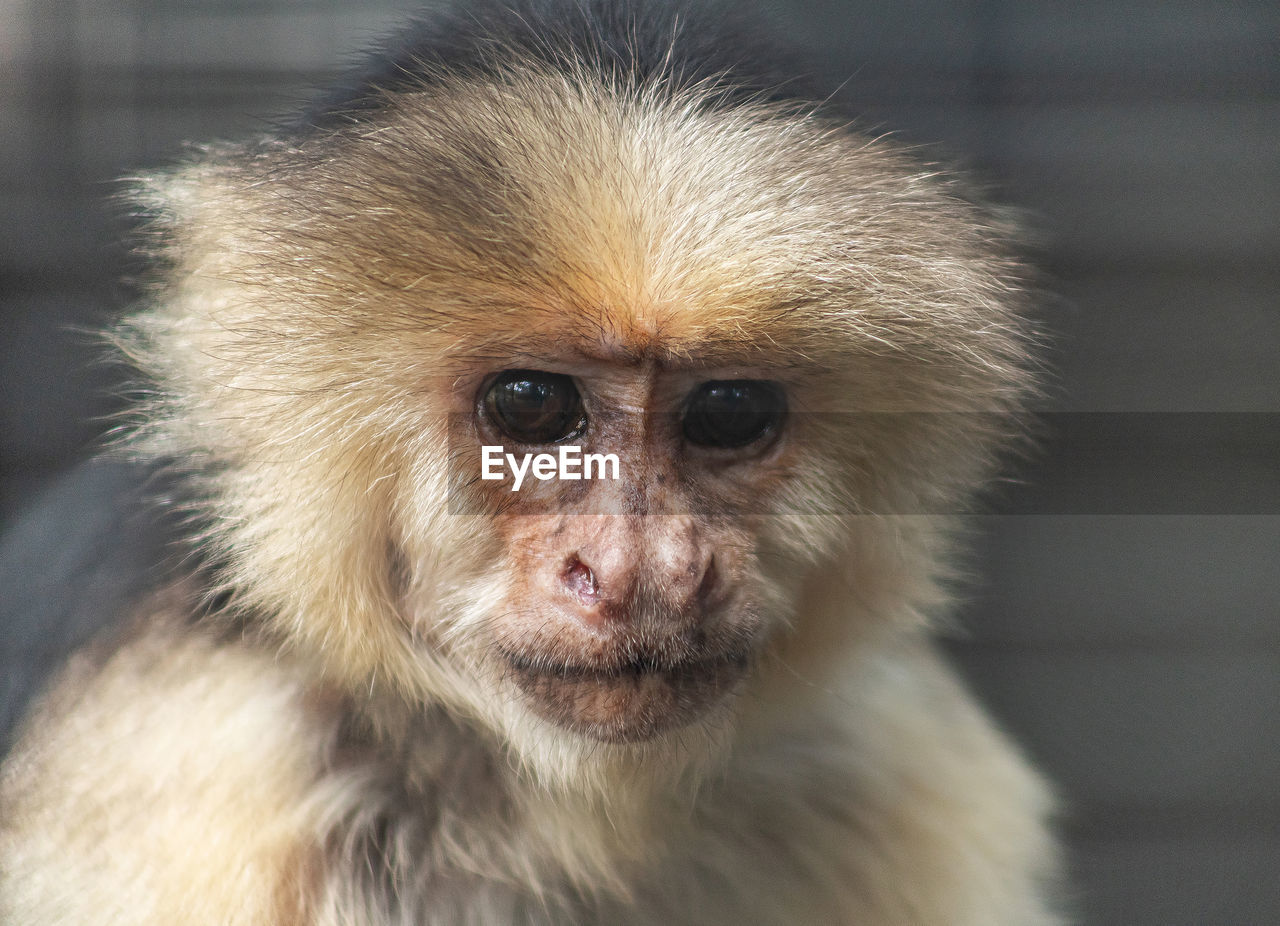 Close-up portrait of monkey