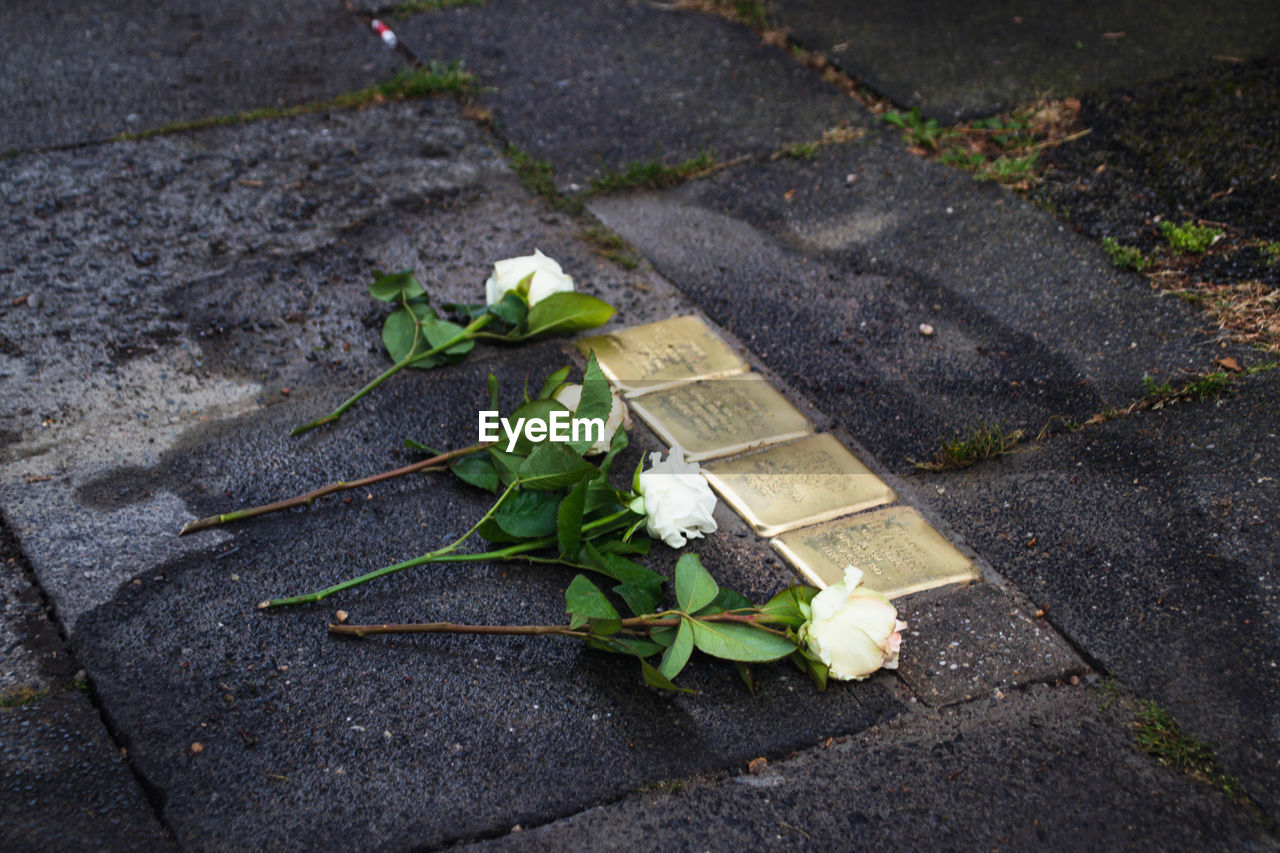 HIGH ANGLE VIEW OF FLOWERING PLANT GROWING ON FOOTPATH