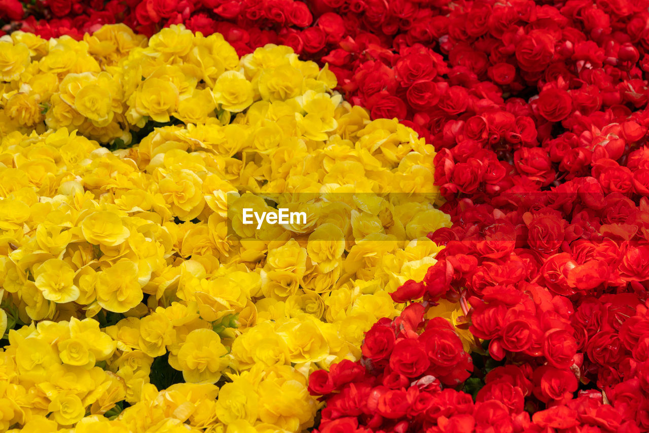 Beautiful colorful begonia flowers plant decorated in the garden.