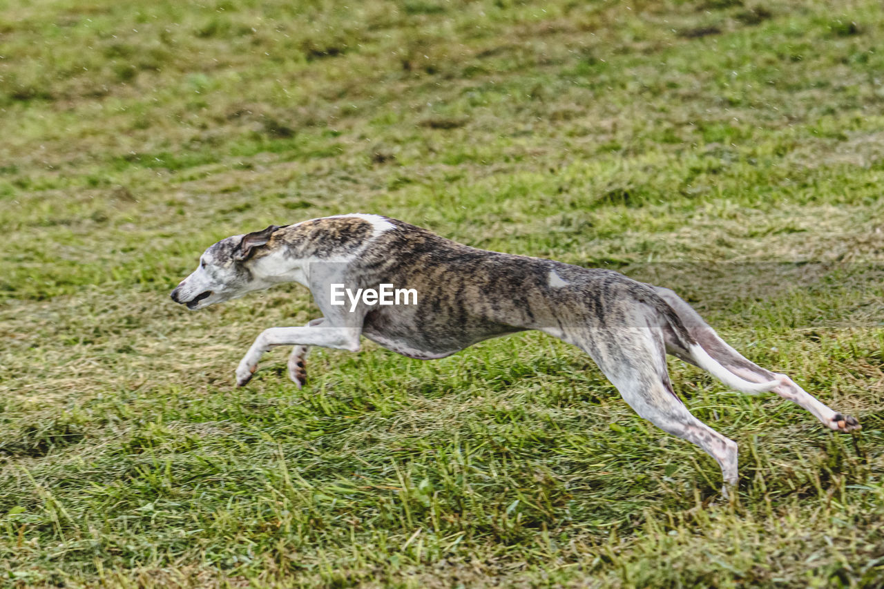 animal, animal themes, one animal, whippet, grass, dog, animal wildlife, mammal, wildlife, sports, pet, animal sports, plant, side view, nature, no people, green, motion, land, field, sighthound, day, greyhound, hound, full length, outdoors, running