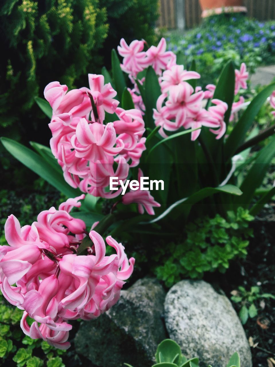 CLOSE-UP OF PINK FLOWERS BLOOMING IN PARK