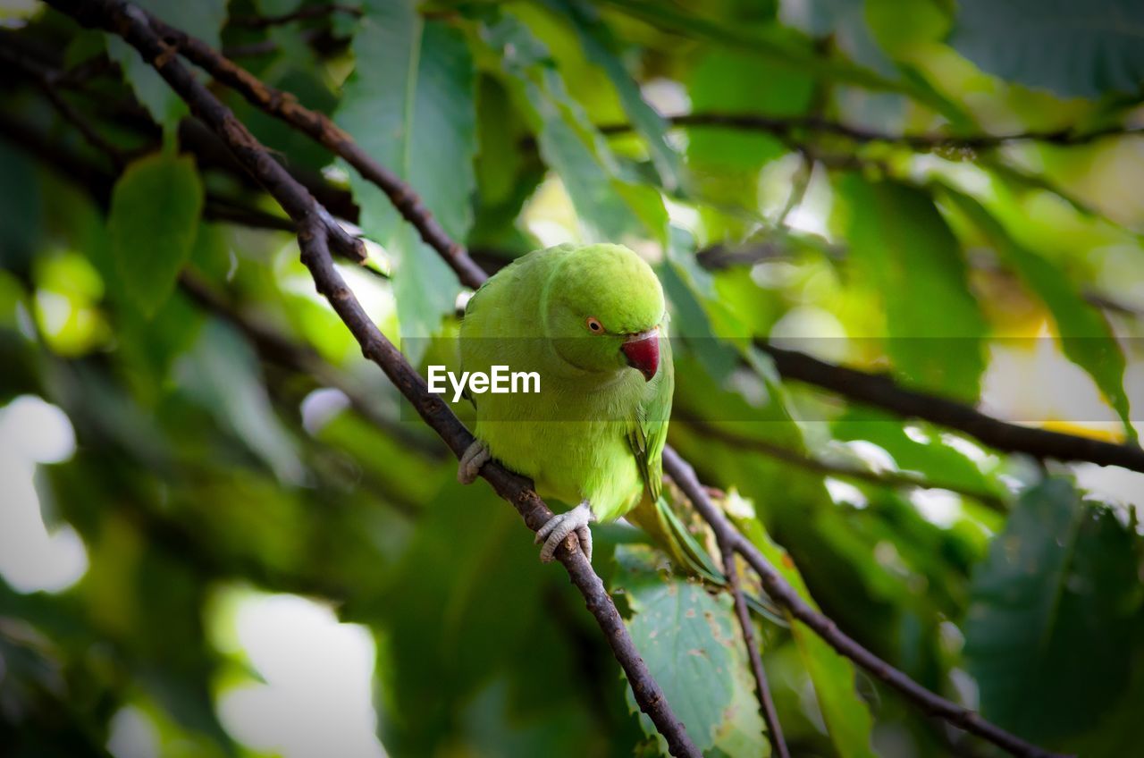 Close-up of an indian green parakeet perching on tree