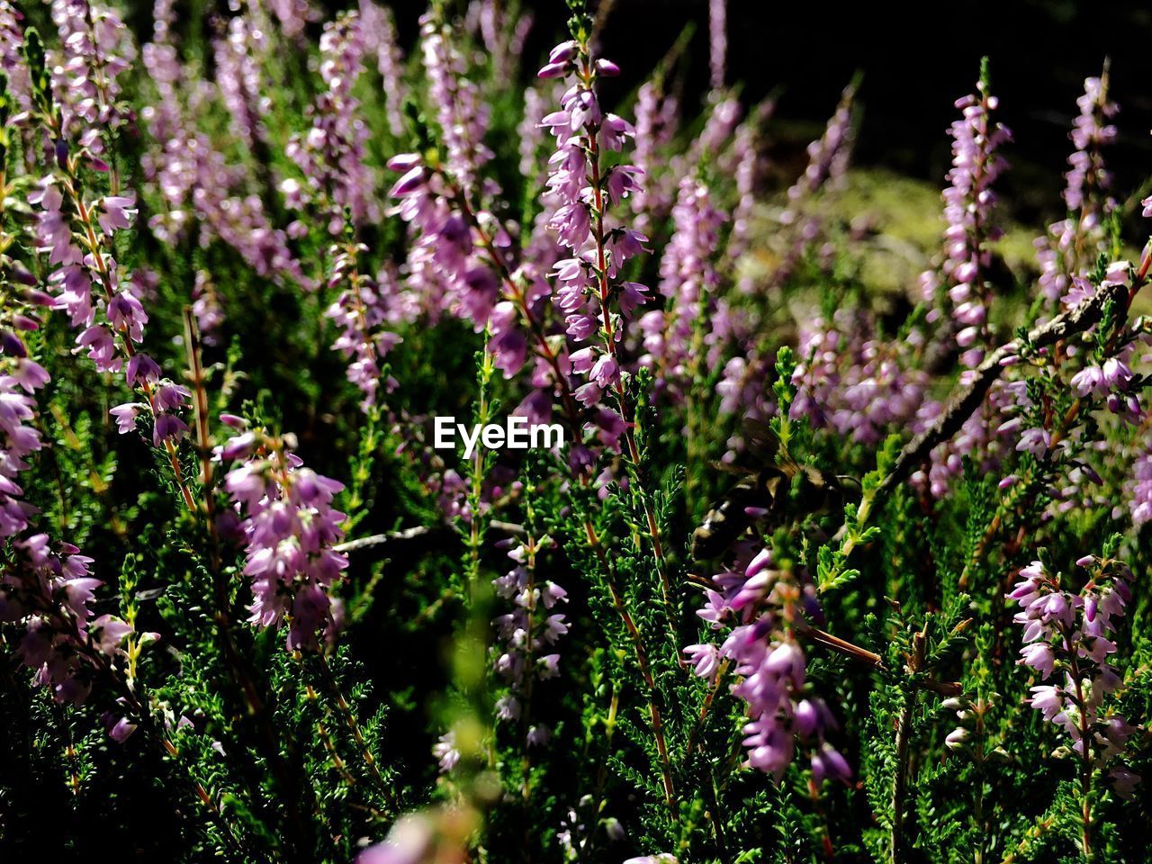 CLOSE-UP OF PINK FLOWERS IN FIELD