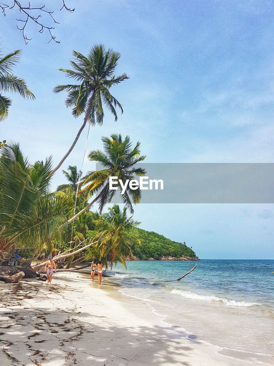 Palm trees on beach against sky