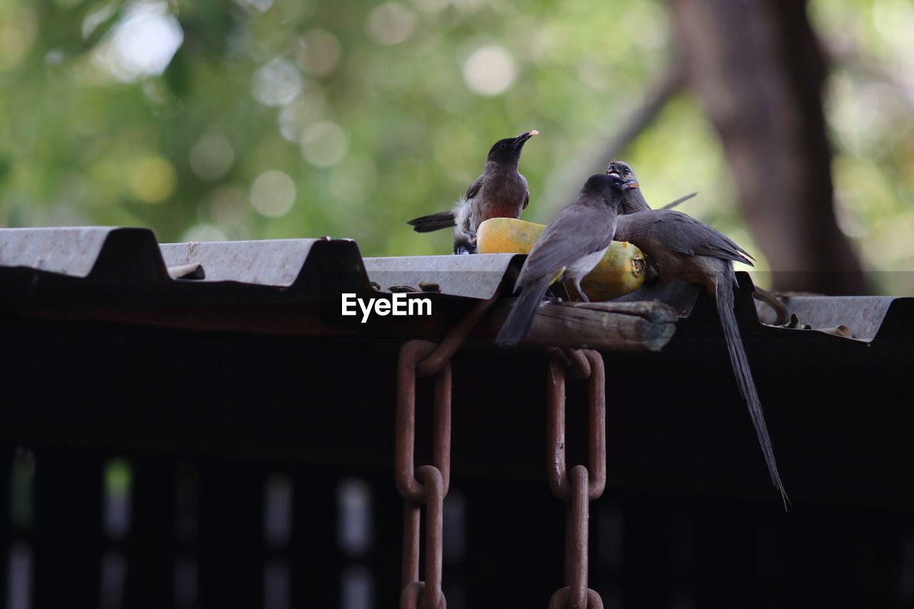 LOW ANGLE VIEW OF BIRDS PERCHING ON METAL OUTDOORS
