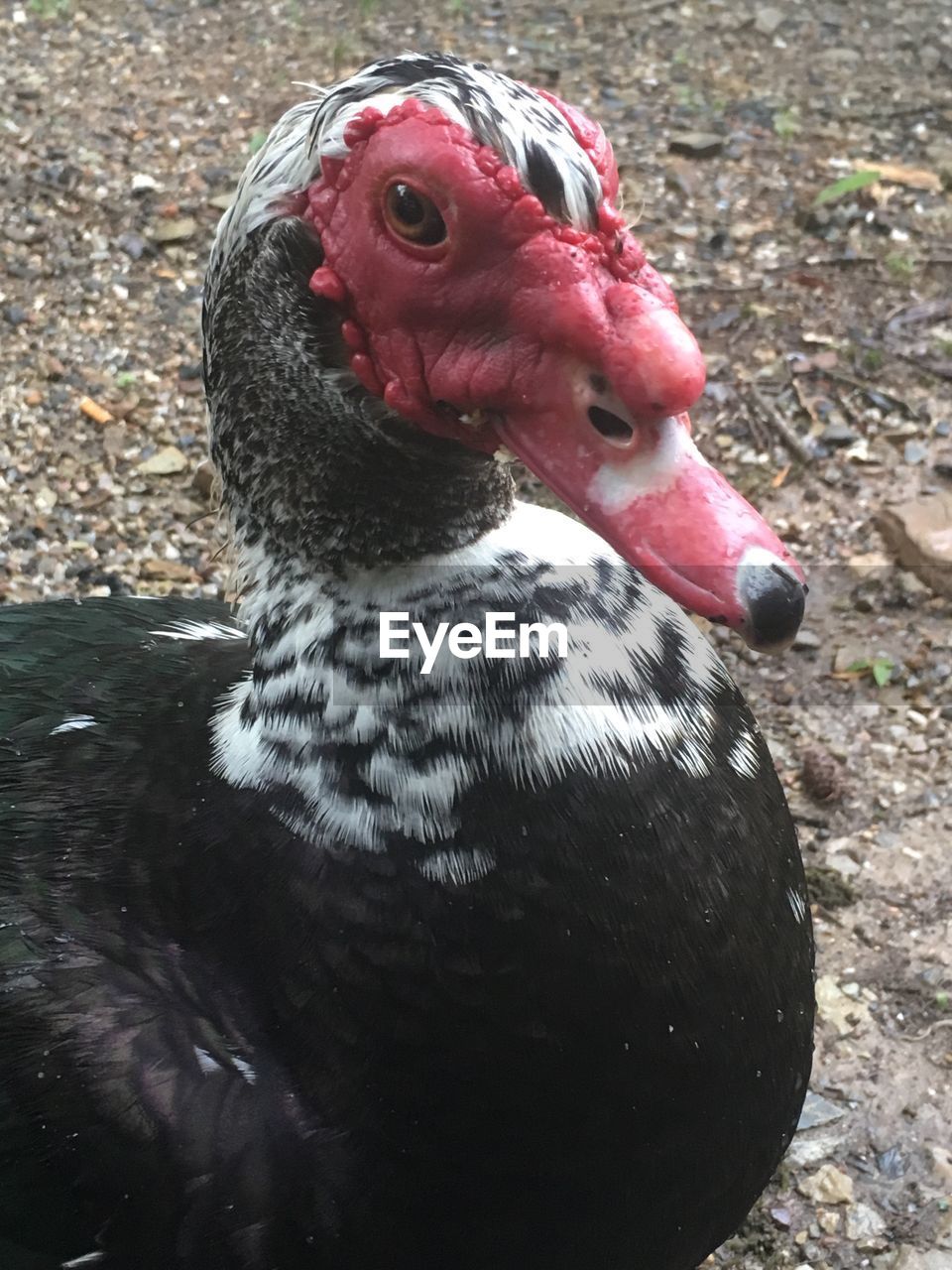 CLOSE-UP OF FLAMINGO