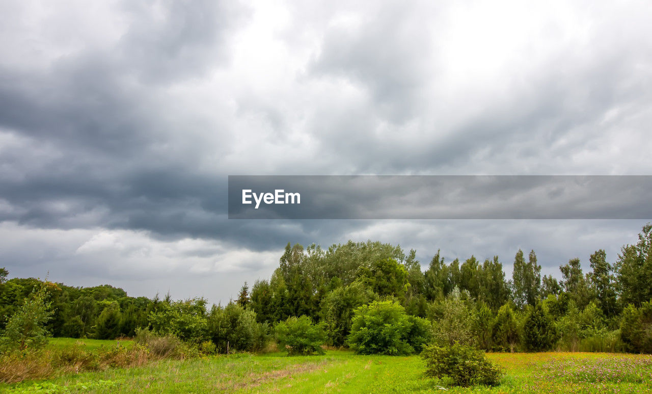 cloud, plant, tree, sky, nature, environment, landscape, grass, meadow, land, grassland, beauty in nature, green, natural environment, rural area, field, scenics - nature, hill, no people, forest, overcast, storm cloud, storm, non-urban scene, cloudscape, prairie, dramatic sky, tranquility, pasture, outdoors, day, tranquil scene, plain, rural scene, summer, woodland, horizon, travel destinations, thunderstorm, growth, pine tree