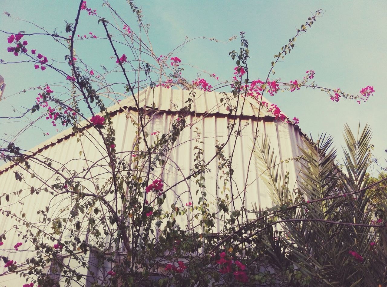 Low angle view of flowers against wall and clear sky