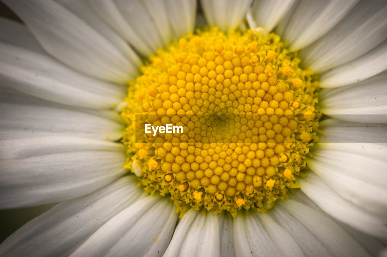 EXTREME CLOSE-UP OF YELLOW FLOWER