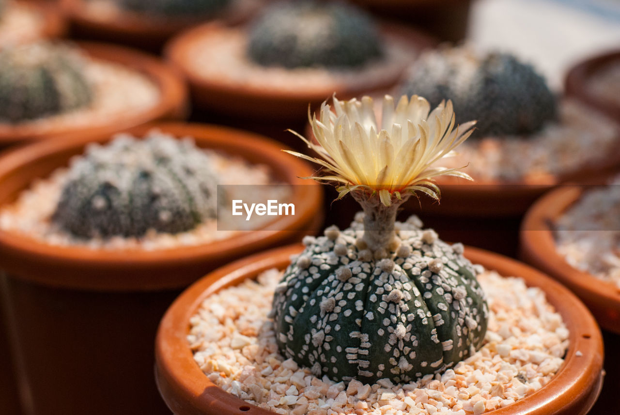 CLOSE-UP OF POTTED PLANT