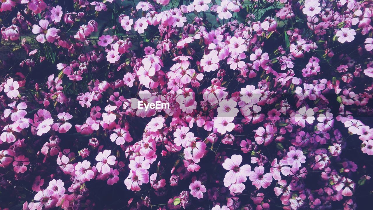 Full frame shot of pink flowers blooming outdoors