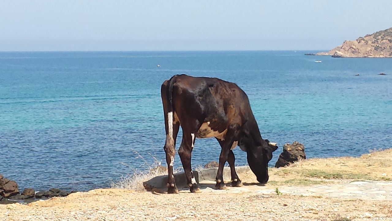 Cow grazing on sea against sky