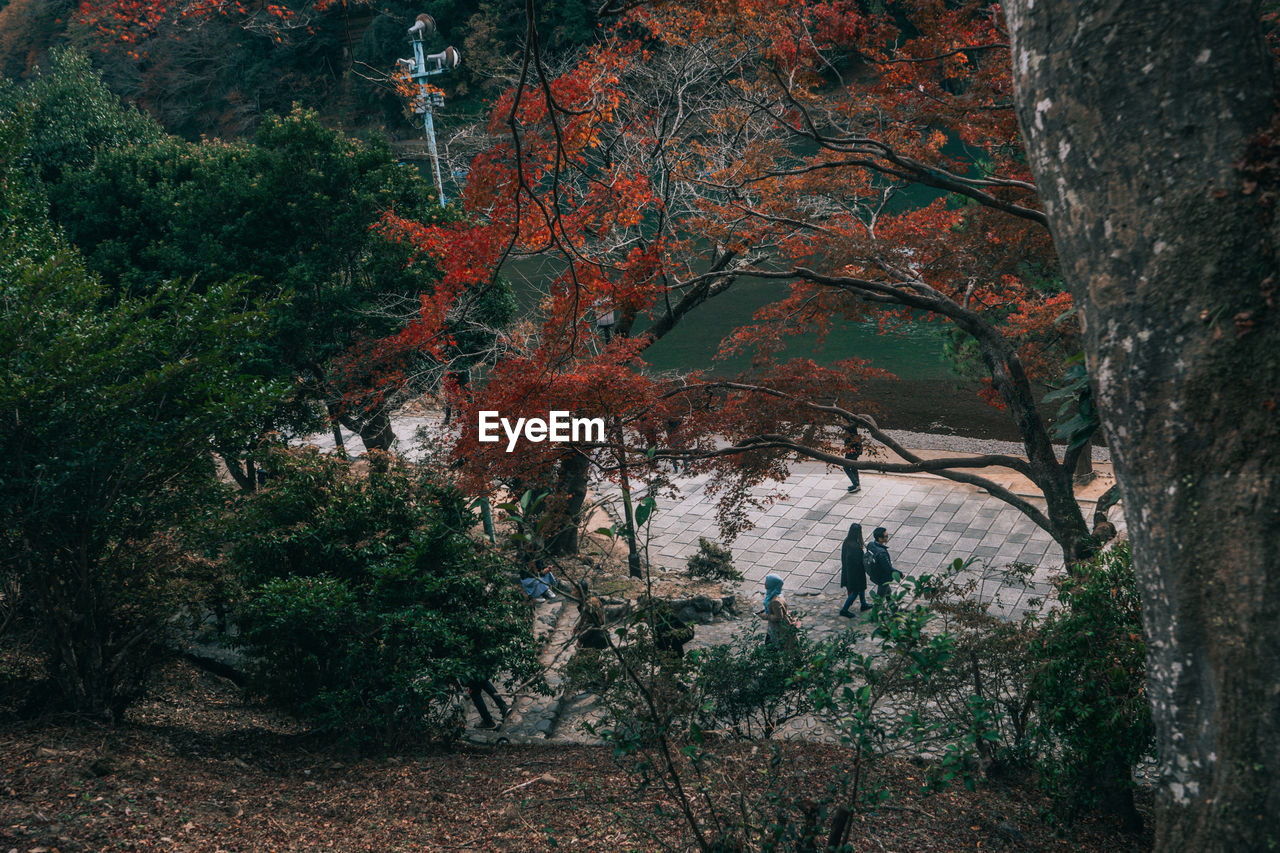 TREES AND PLANTS IN FOREST