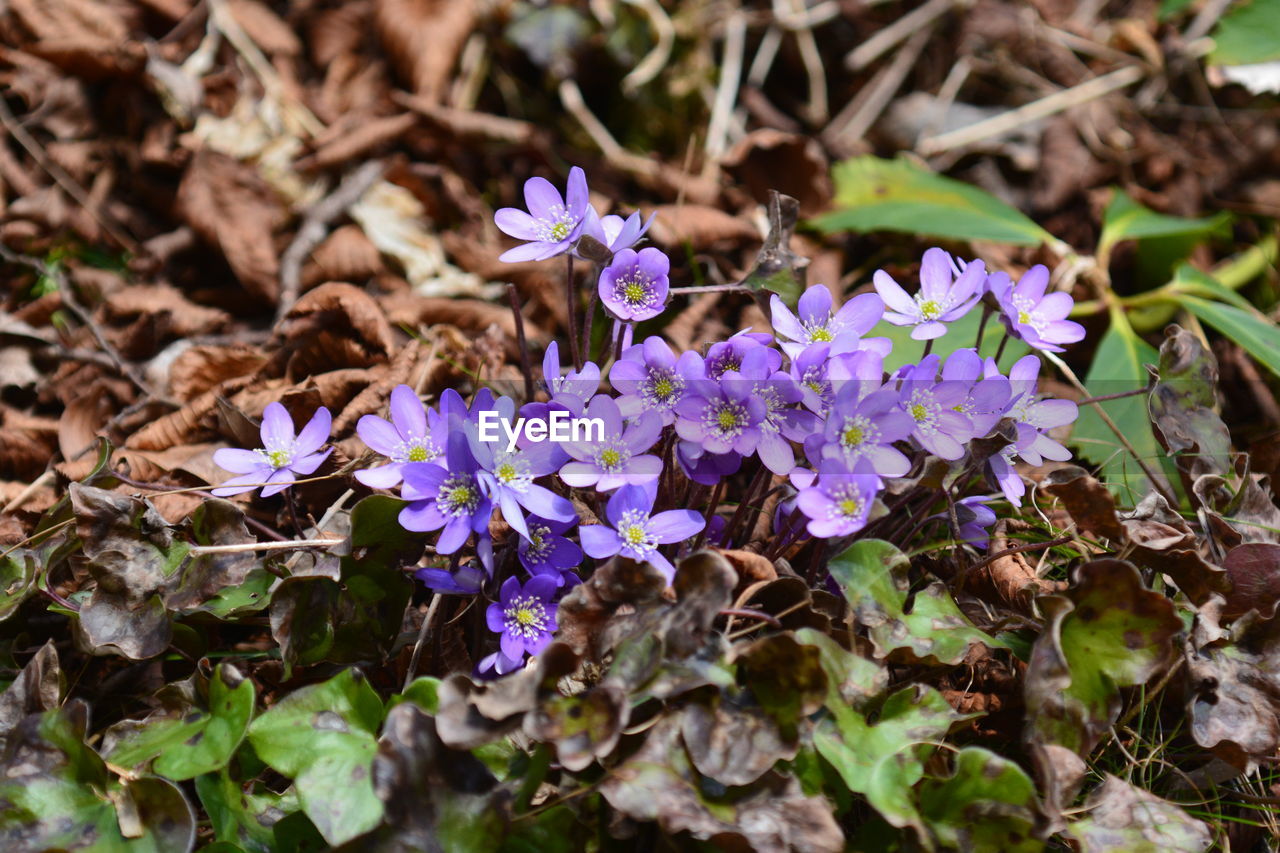 CLOSE-UP OF FRESH PURPLE CROCUS FLOWERS