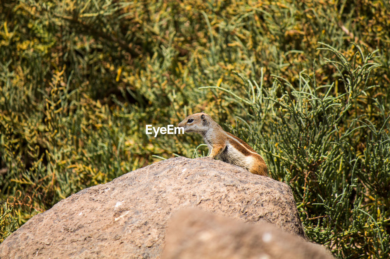 Side view of squirrel on rock