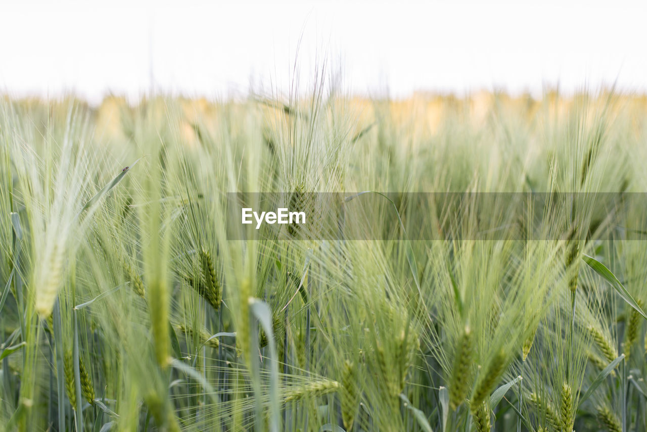 CLOSE-UP OF WHEAT FIELD AGAINST SKY